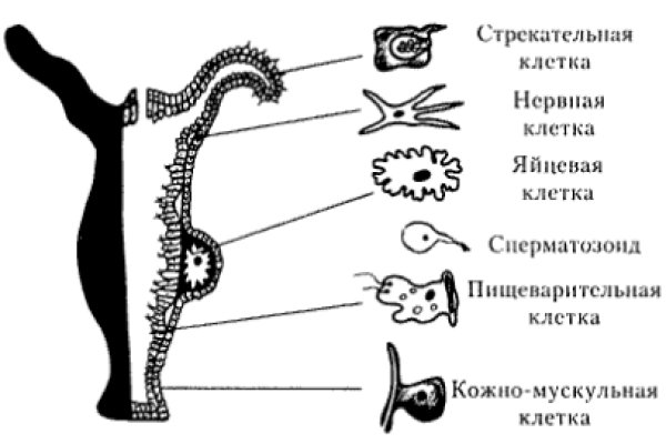 Блэк спрут bs2webes net